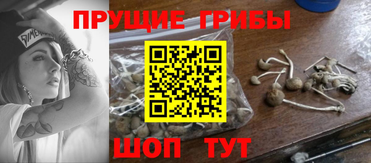Алатырь  Псилоцибиновые грибы Psilocybine cubensis  Вход с VPN 